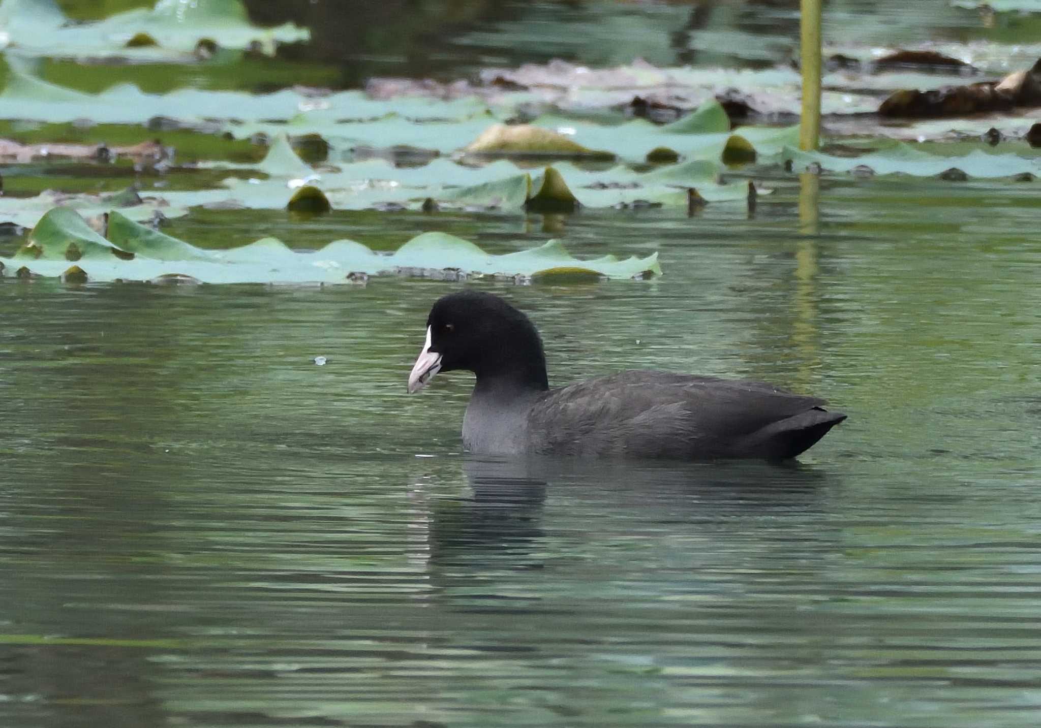 Photo of Eurasian Coot at 明見湖 by 塩コンブ