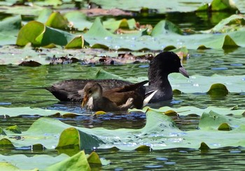 Eurasian Coot 明見湖 Sun, 9/27/2020