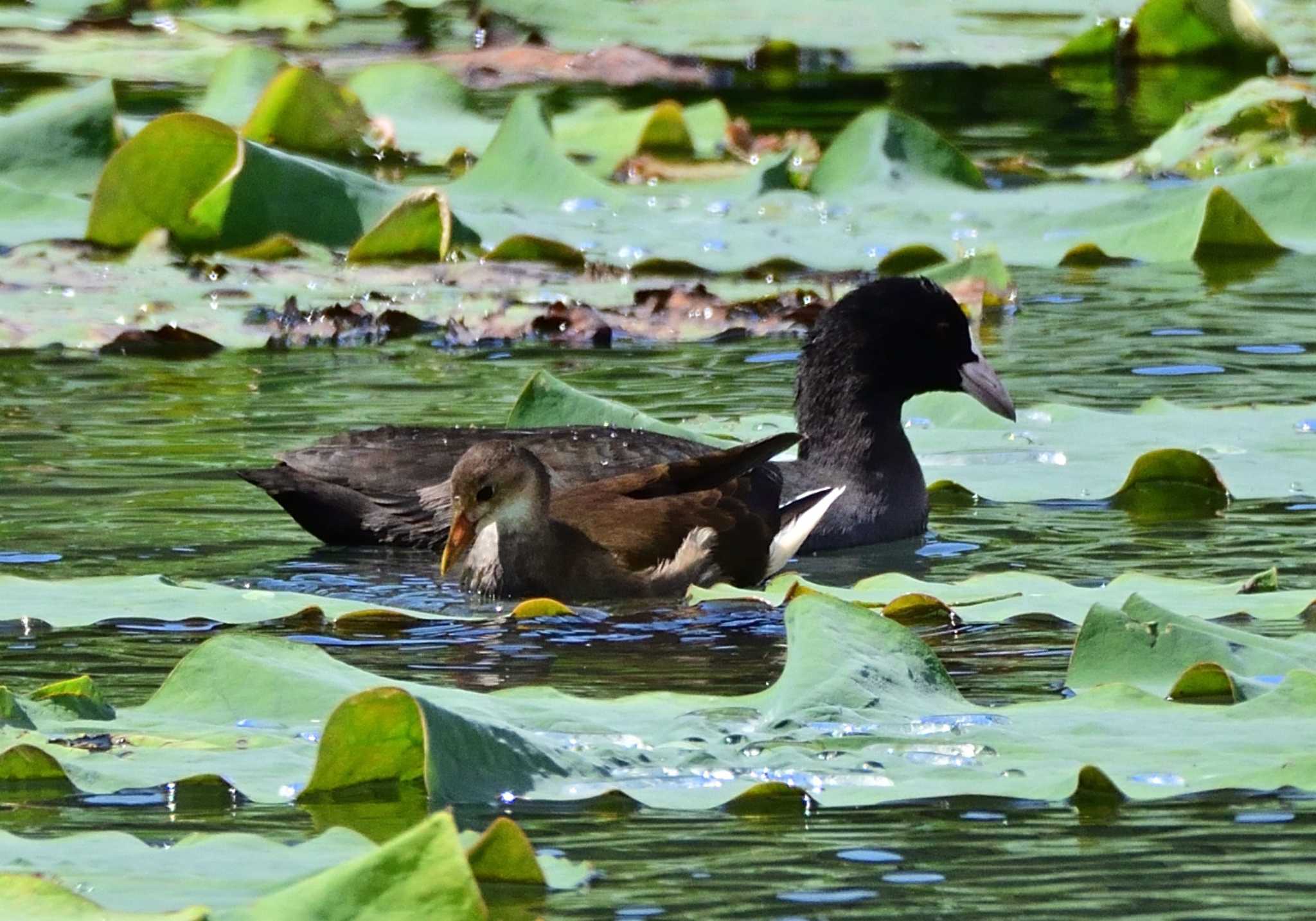 Photo of Eurasian Coot at 明見湖 by 塩コンブ