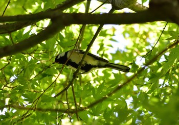 Japanese Tit 明見湖 Sun, 9/27/2020