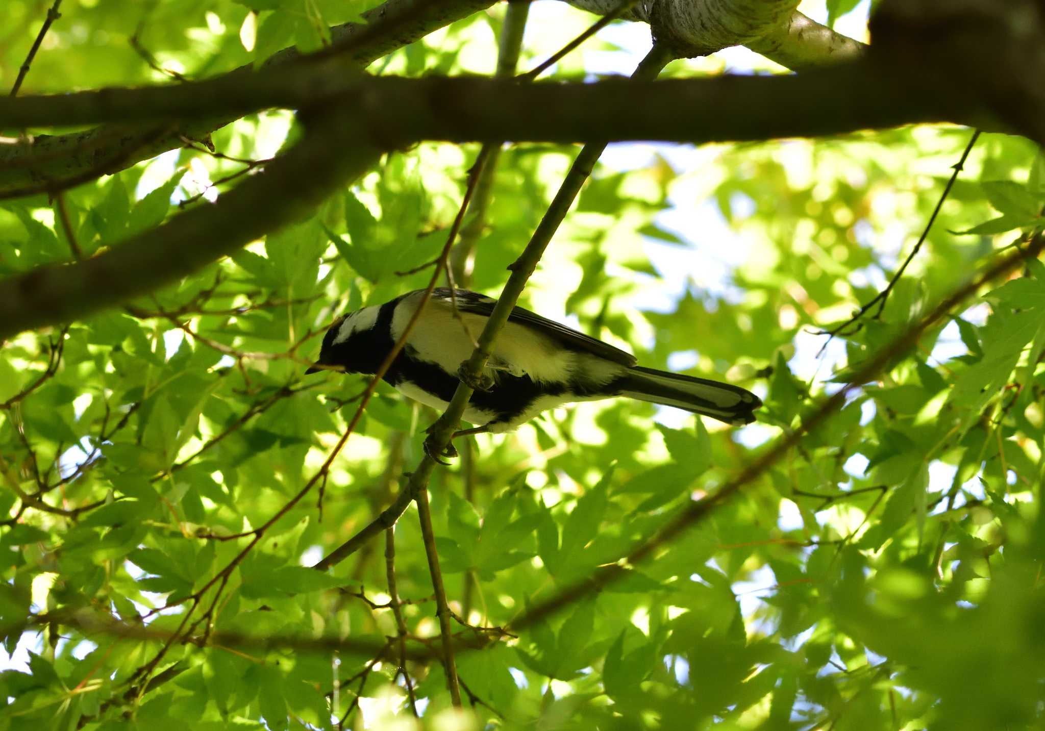 Photo of Japanese Tit at 明見湖 by 塩コンブ