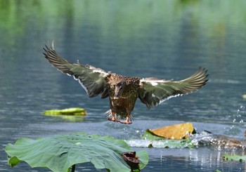 Sun, 9/27/2020 Birding report at 明見湖