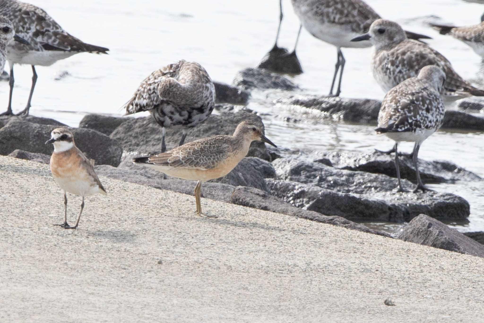 Red Knot