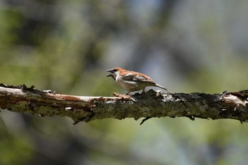 ニュウナイスズメ 戸隠 2016年5月23日(月)