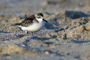 Spoon-billed Sandpiper