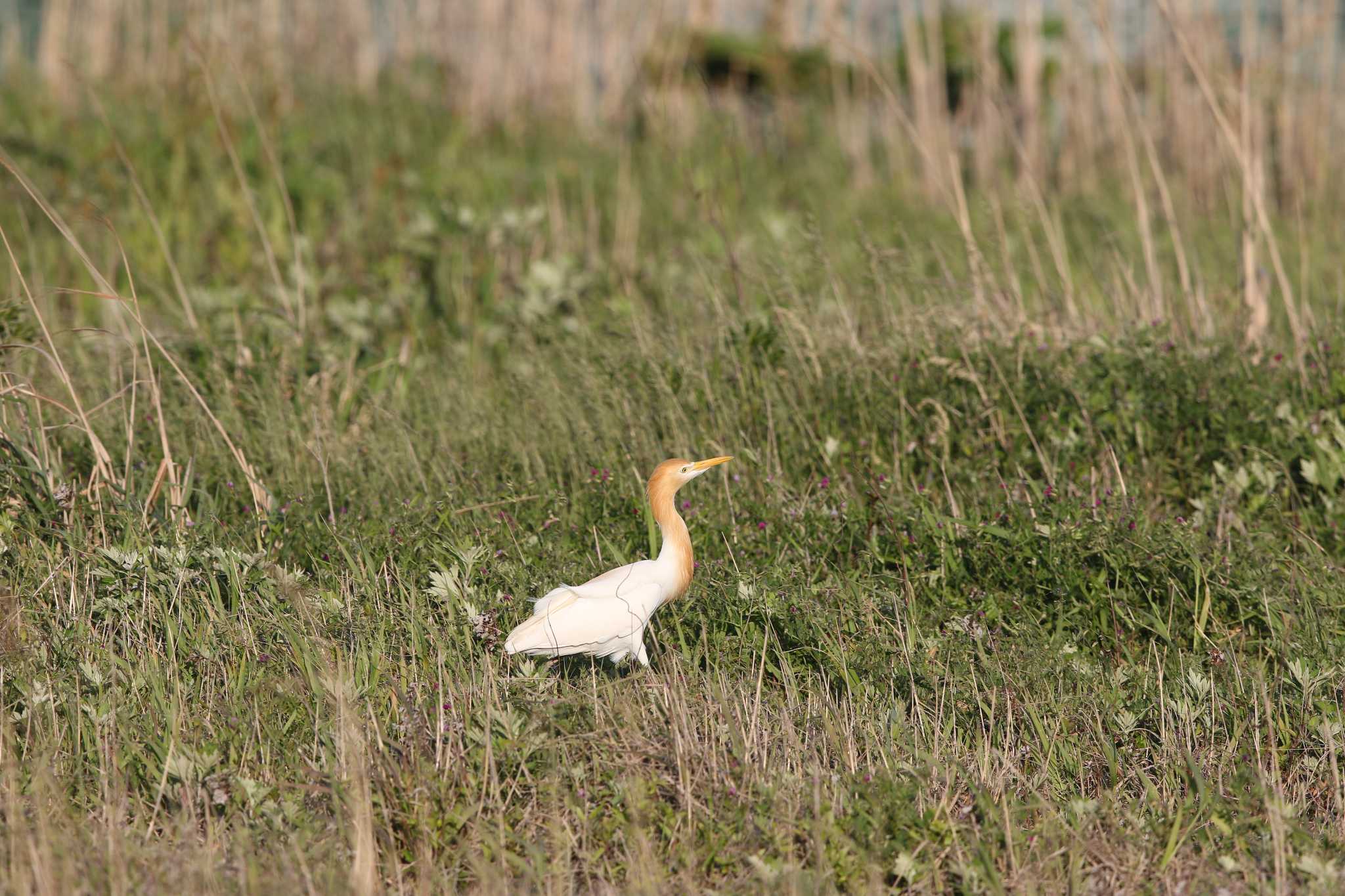 Photo of Eastern Cattle Egret at Hegura Island by Trio