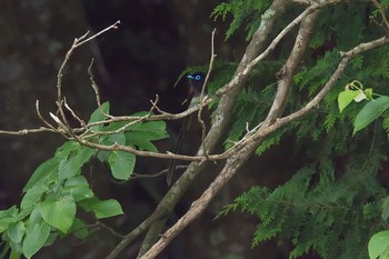 サンコウチョウ 山梨県 2016年7月1日(金)