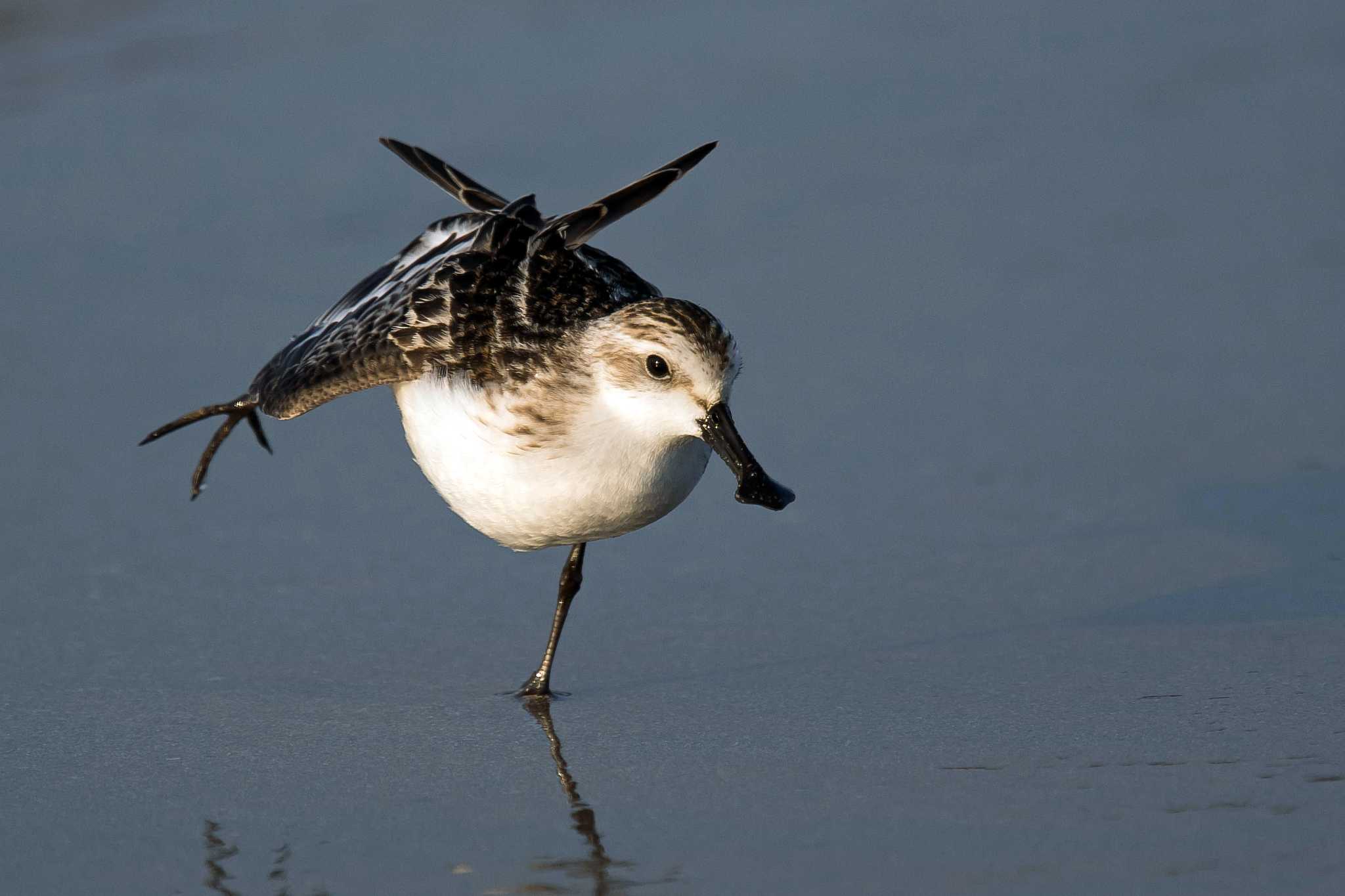 Photo of Spoon-billed Sandpiper at  by Tanago Gaia (ichimonji)