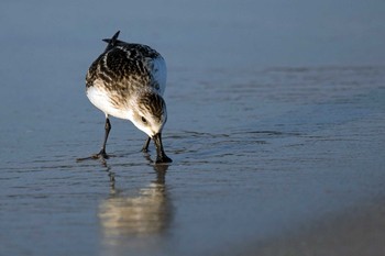 Spoon-billed Sandpiper Unknown Spots Wed, 9/23/2020