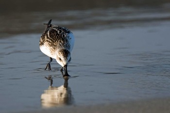 Spoon-billed Sandpiper Unknown Spots Wed, 9/23/2020