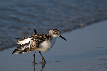 Spoon-billed Sandpiper Unknown Spots Wed, 9/23/2020