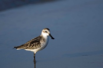 Spoon-billed Sandpiper Unknown Spots Wed, 9/23/2020