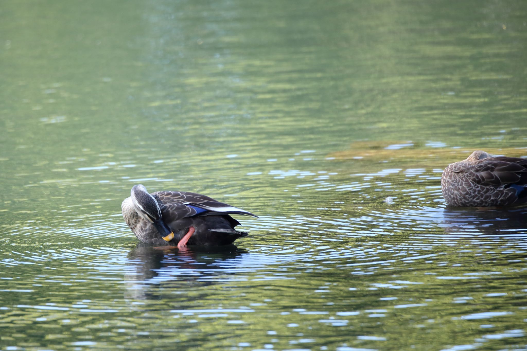 Photo of Eastern Spot-billed Duck at 河川環境楽園 by ごろう