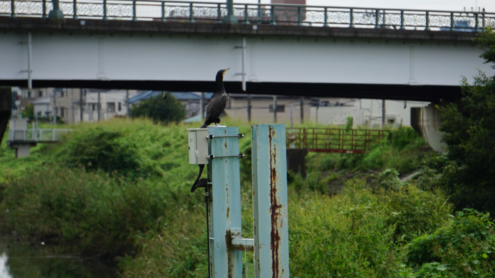 芝川第一調節池(芝川貯水池) カワウの写真 by ツピ太郎