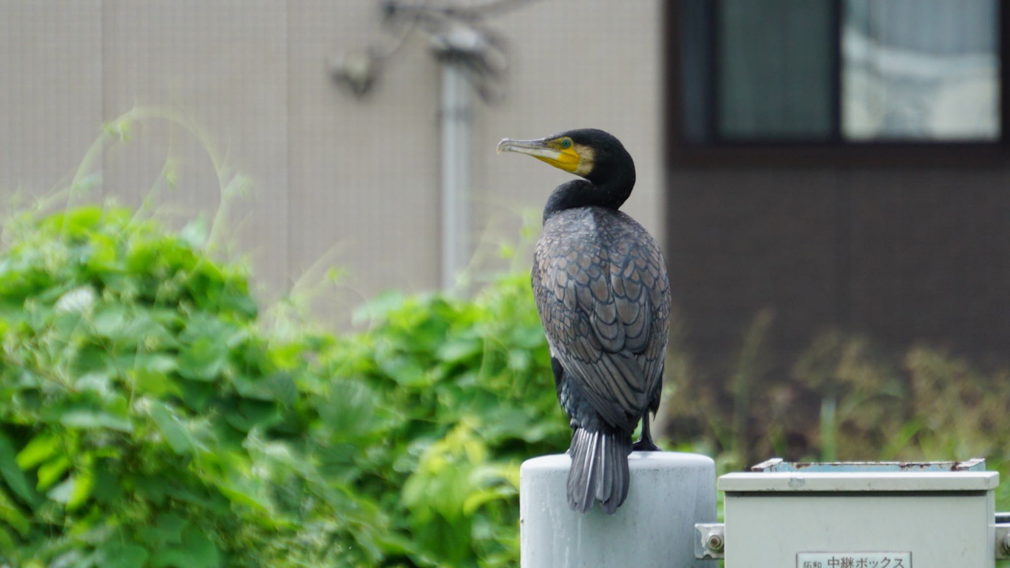 芝川第一調節池(芝川貯水池) カワウの写真 by ツピ太郎