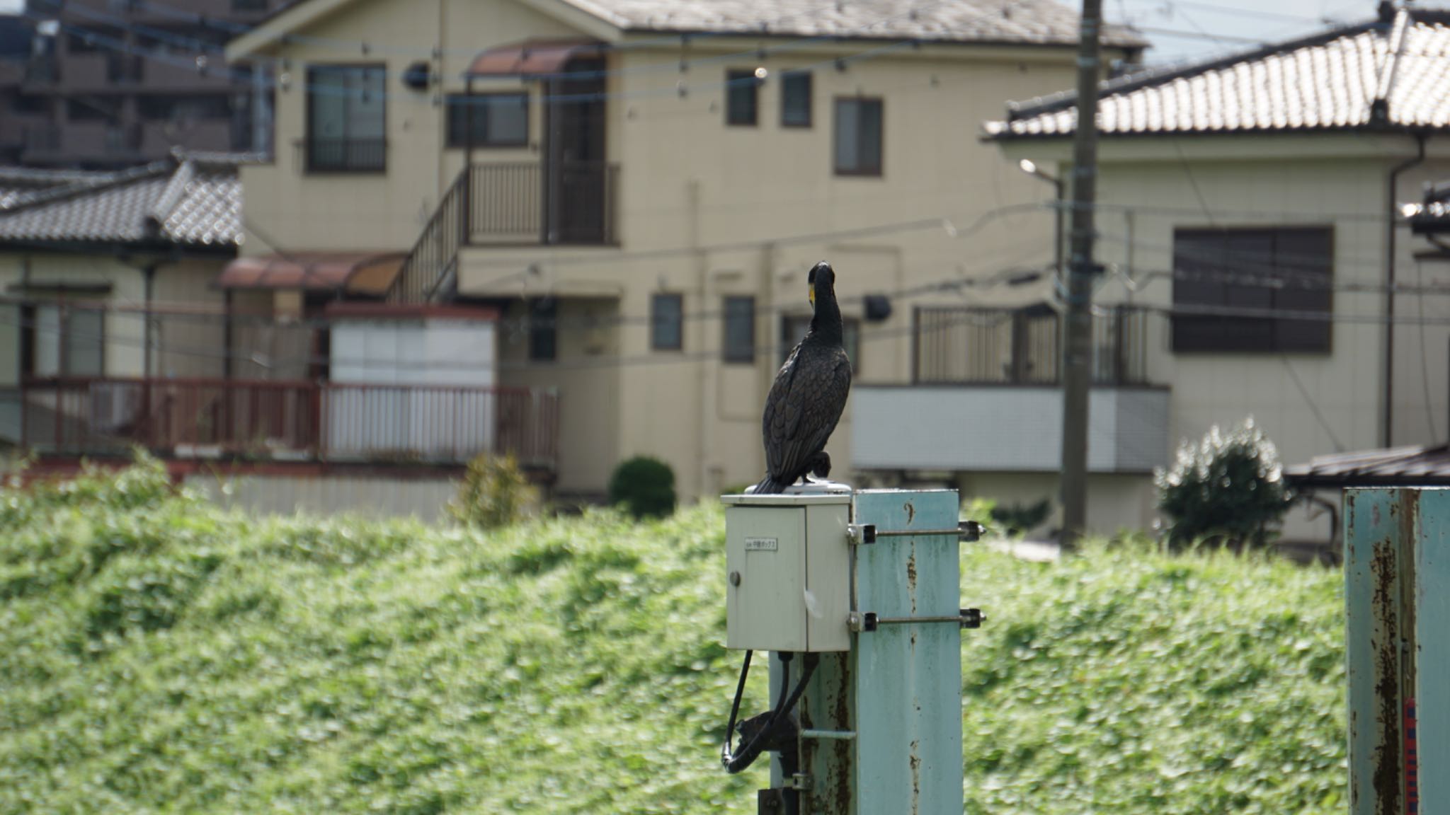 芝川第一調節池(芝川貯水池) カワウの写真 by ツピ太郎