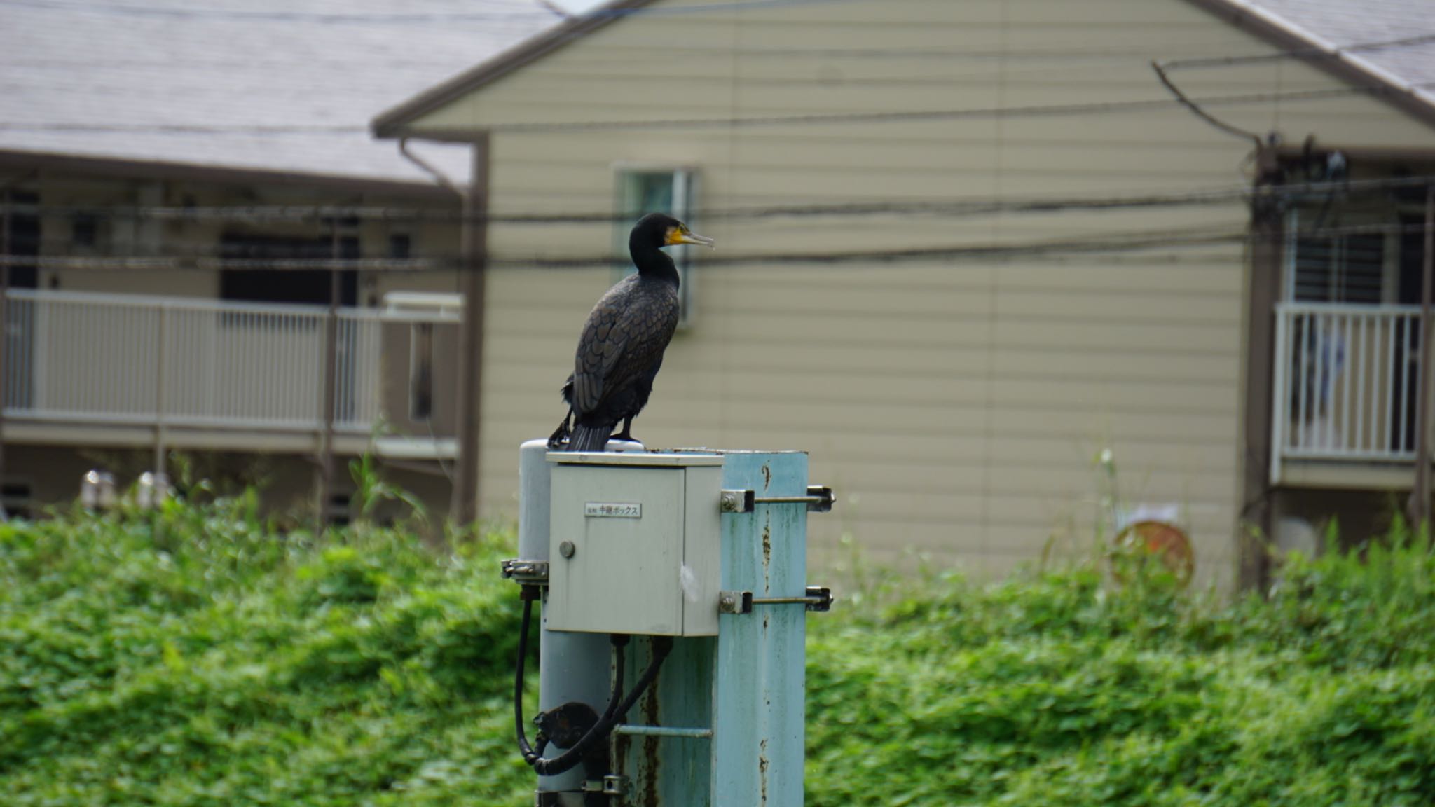 芝川第一調節池(芝川貯水池) カワウの写真 by ツピ太郎