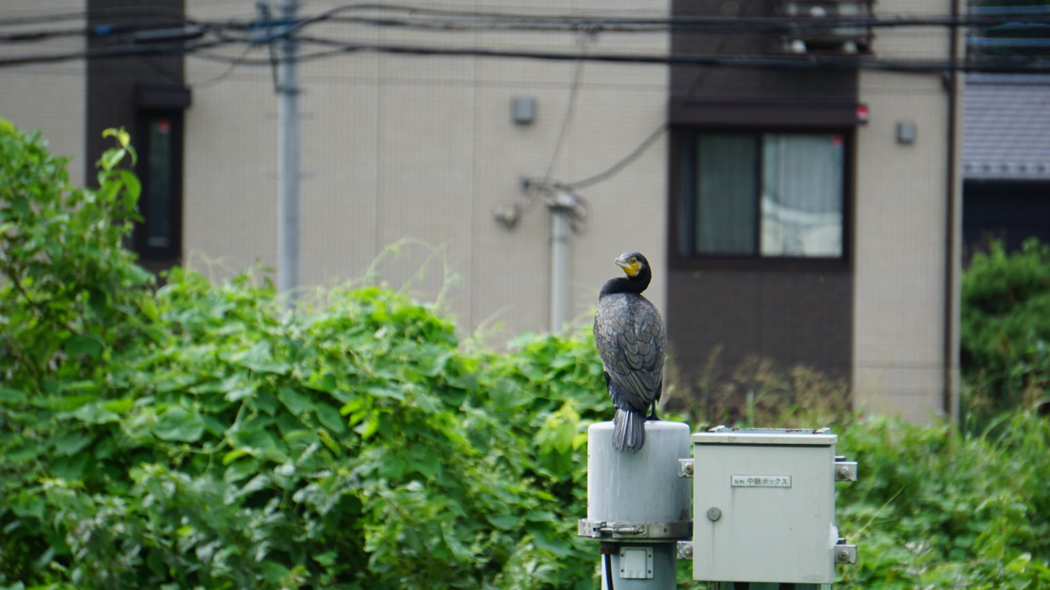 芝川第一調節池(芝川貯水池) カワウの写真 by ツピ太郎