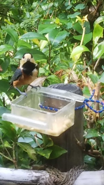 Varied Tit 京都御所 Sun, 9/27/2020