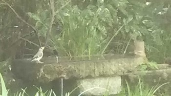 Japanese Tit 京都御所 Sun, 9/27/2020