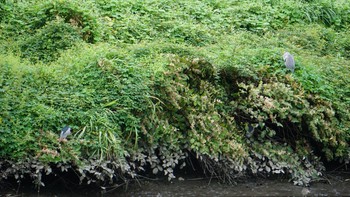 2020年9月27日(日) 芝川第一調節池(芝川貯水池)の野鳥観察記録