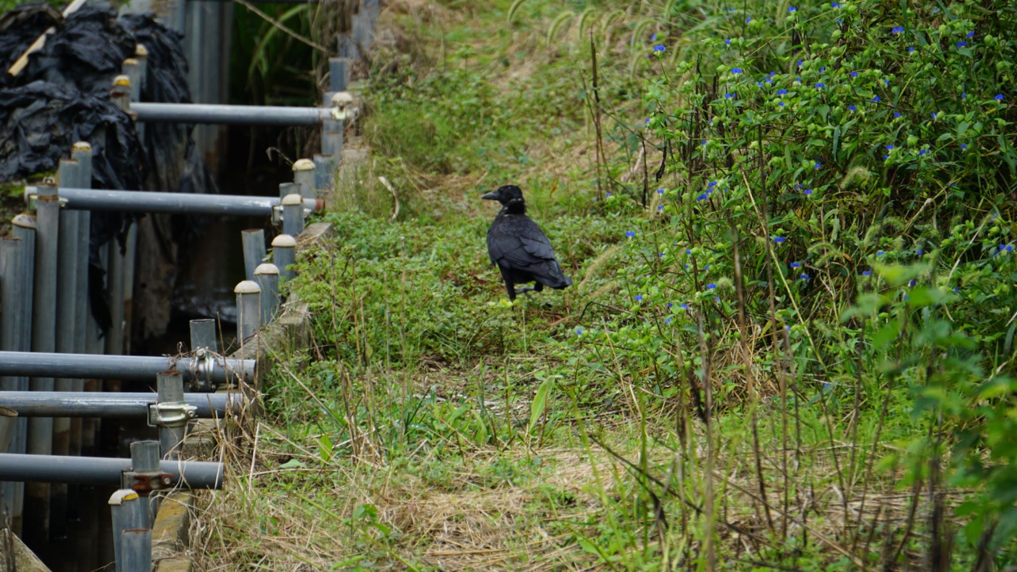 芝川第一調節池(芝川貯水池) ハシブトガラスの写真 by ツピ太郎