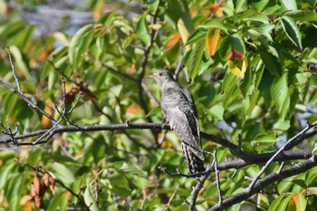 Oriental Cuckoo 武庫川 Sun, 9/27/2020