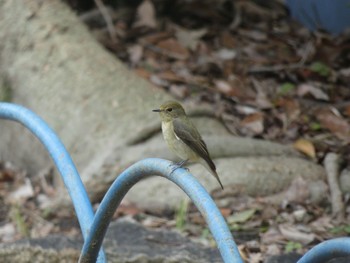 2020年9月26日(土) 大阪城公園の野鳥観察記録