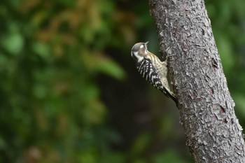 コゲラ 大阪城公園 2020年9月27日(日)