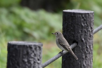 コサメビタキ 大阪城公園 2020年9月27日(日)