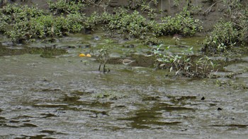 Sun, 9/27/2020 Birding report at 芝川第一調節池(芝川貯水池)