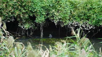 ゴイサギ 芝川第一調節池(芝川貯水池) 2020年9月27日(日)