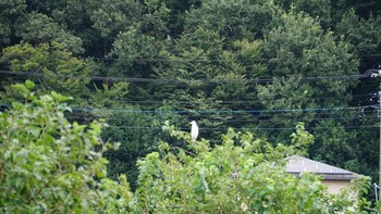 チュウサギ 芝川第一調節池(芝川貯水池) 2020年9月27日(日)