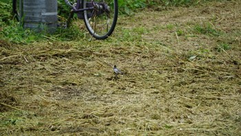 ハクセキレイ 芝川第一調節池(芝川貯水池) 2020年9月27日(日)