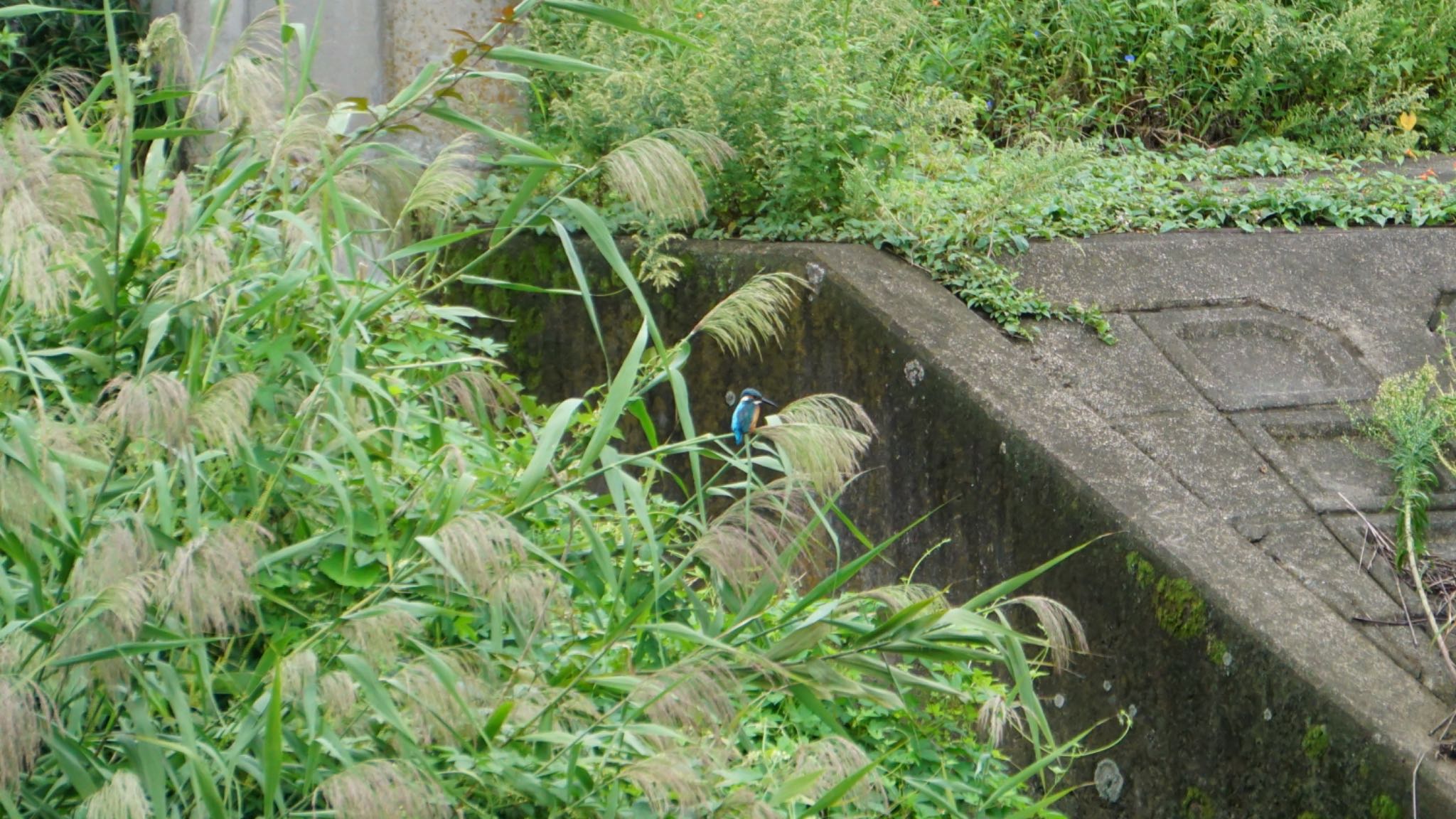 芝川第一調節池(芝川貯水池) カワセミの写真 by 鳥散歩
