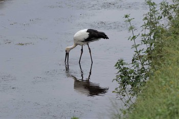 コウノトリ 渡良瀬遊水地 2020年9月27日(日)