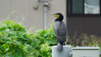 カワウ 芝川第一調節池(芝川貯水池) 2020年9月27日(日)