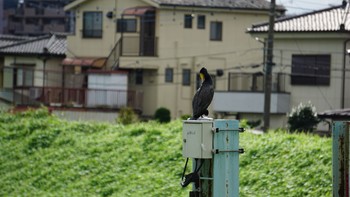 カワウ 芝川第一調節池(芝川貯水池) 2020年9月27日(日)