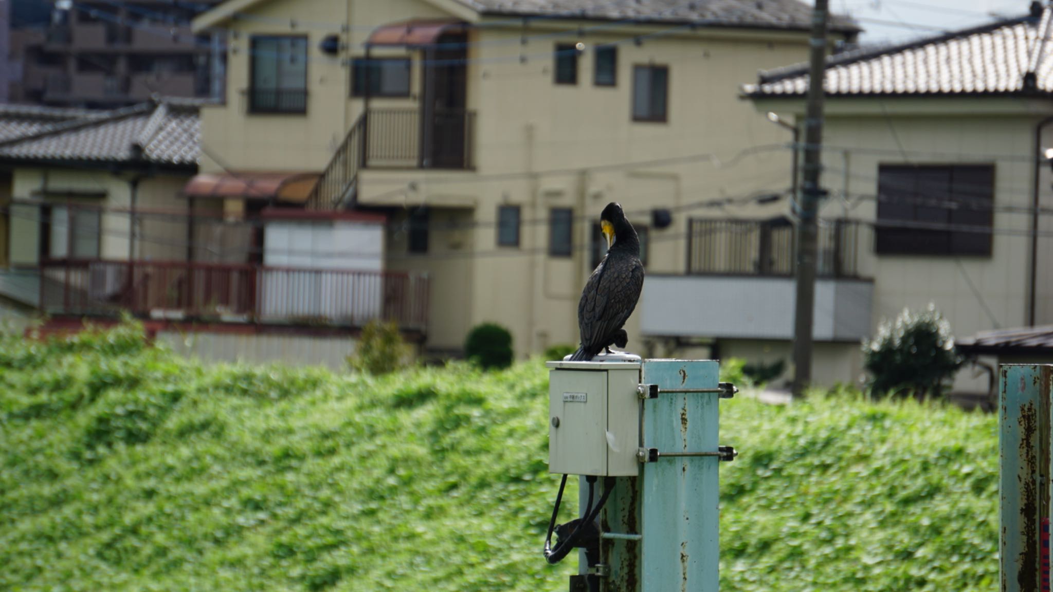 芝川第一調節池(芝川貯水池) カワウの写真 by 鳥散歩