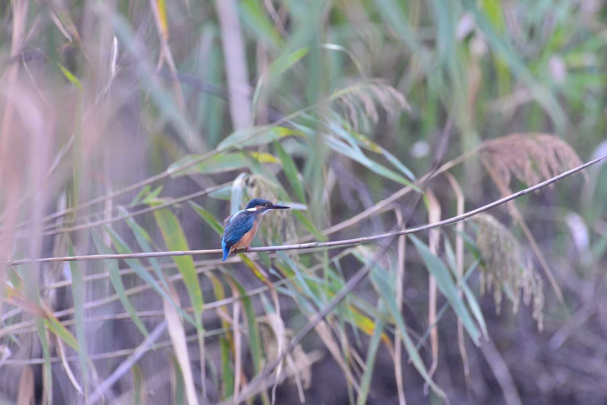 東京港野鳥公園 カワセミの写真 by 80%以上は覚えてないかも