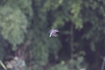 カワセミ 東京港野鳥公園 2020年9月27日(日)