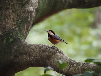 Varied Tit Kasai Rinkai Park Sun, 9/27/2020