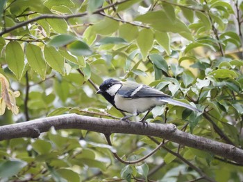 Japanese Tit Yatsu-higata Sat, 9/26/2020