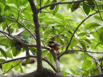 Varied Tit Kasai Rinkai Park Sun, 9/27/2020