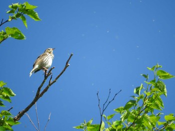 2016年7月1日(金) 白山の野鳥観察記録