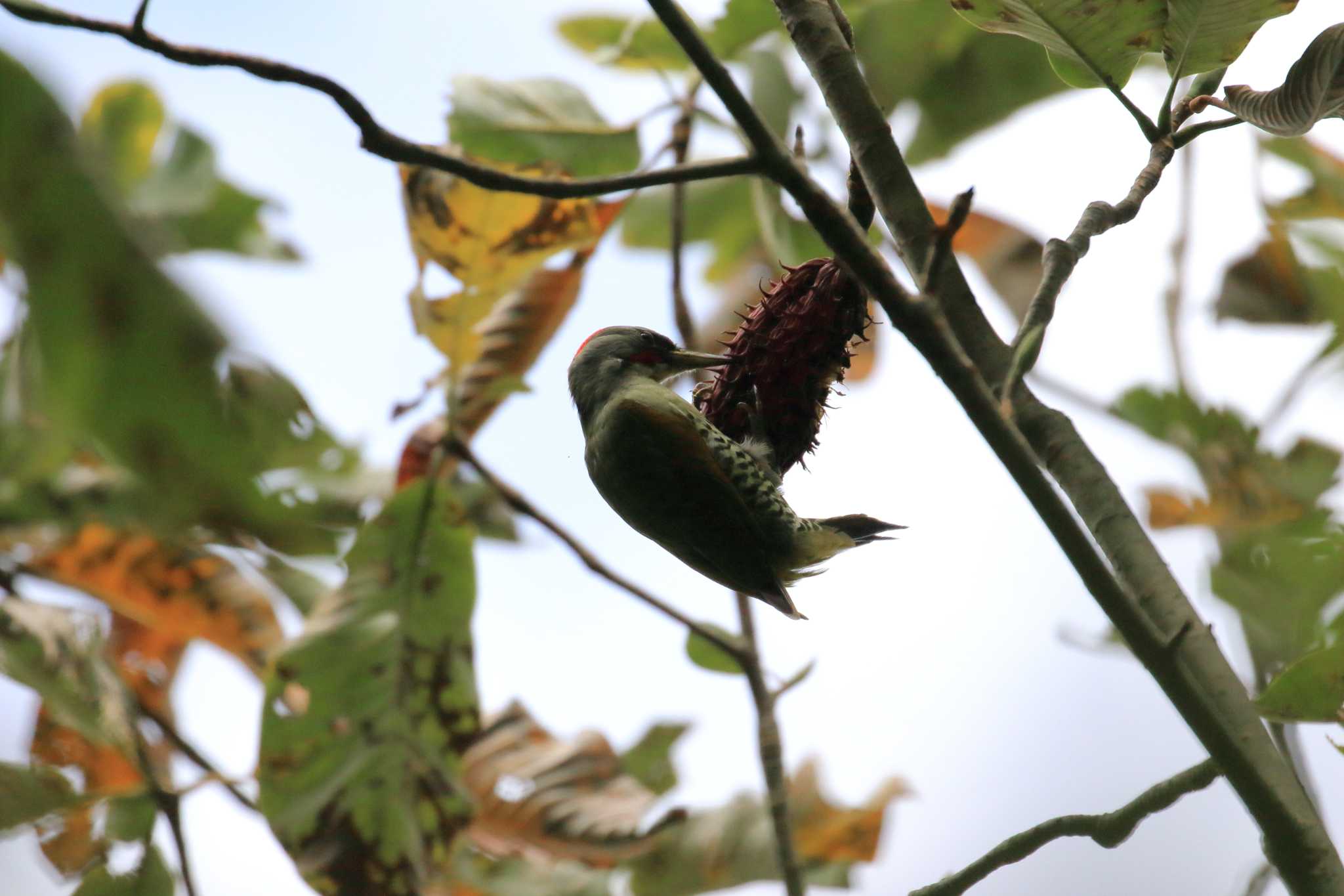 Photo of Japanese Green Woodpecker at Kobe Forest Botanic Garden by 明石のおやじ