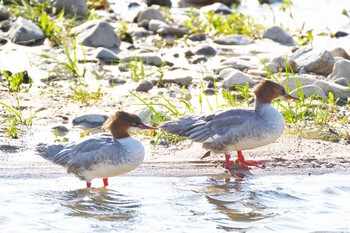 Common Merganser 武庫川 Sun, 9/27/2020