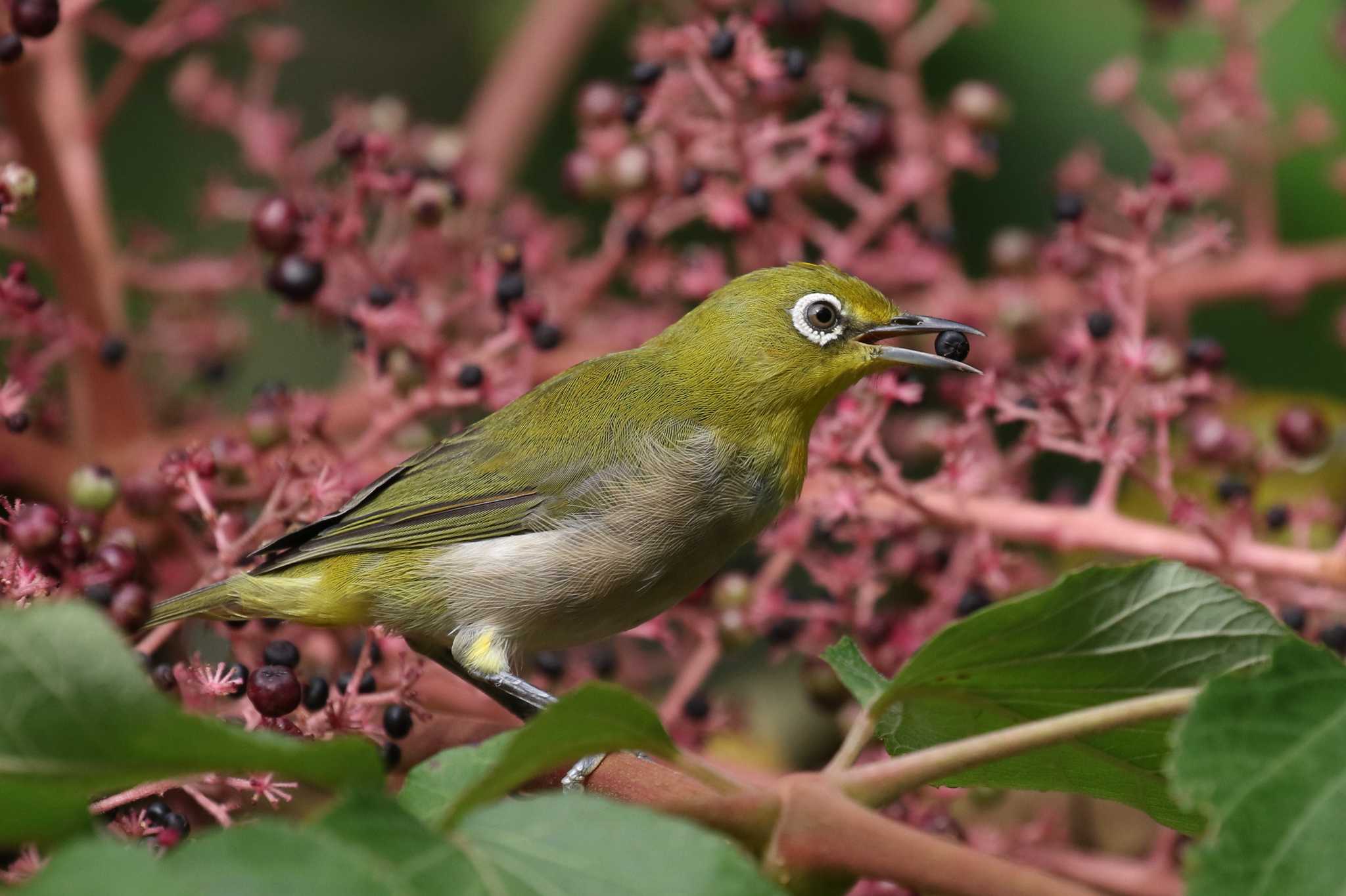 Warbling White-eye