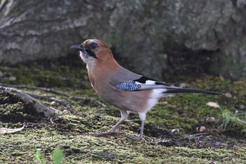 Sun, 9/27/2020 Birding report at 北海道 函館市 東山