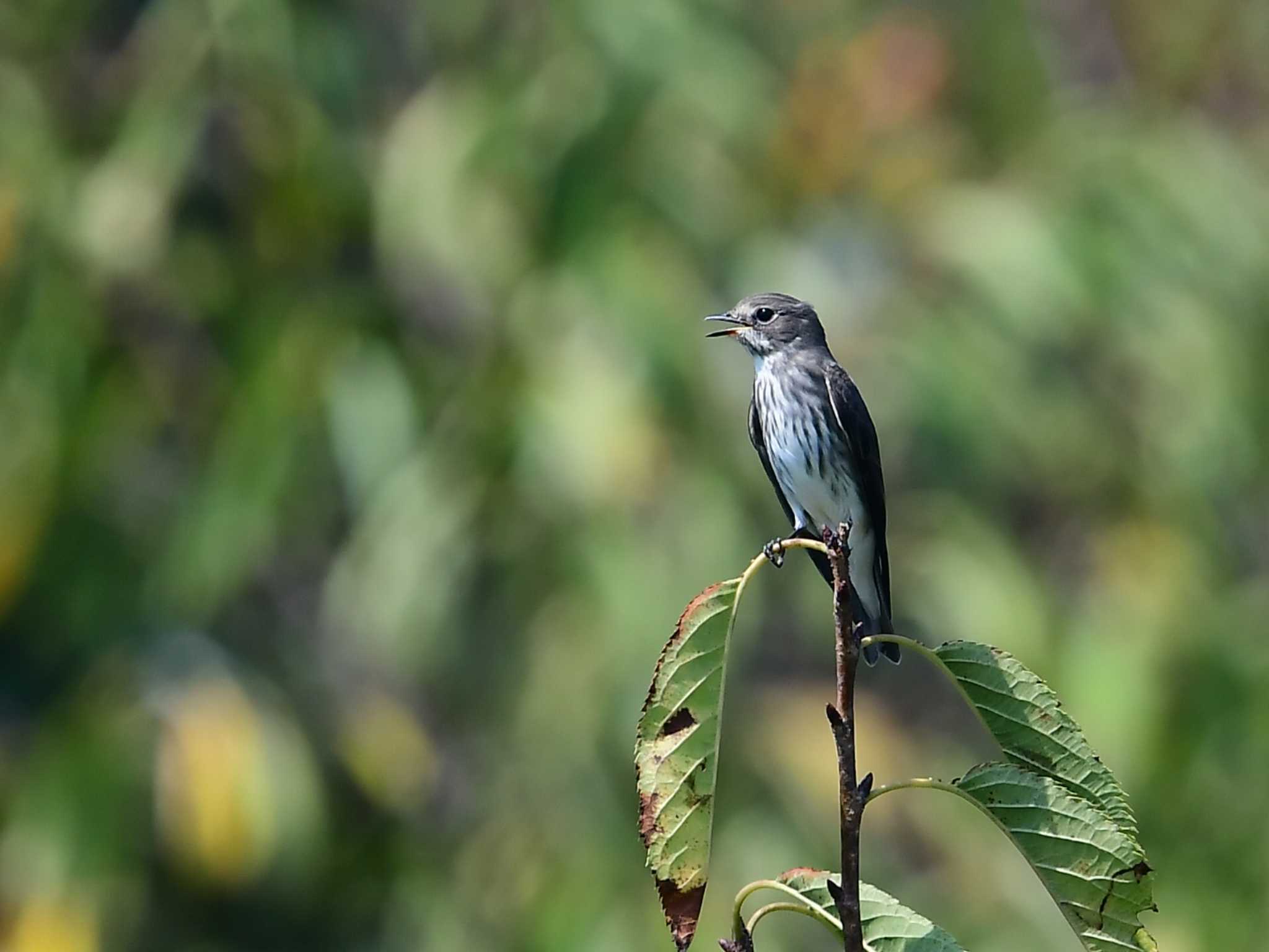 Grey-streaked Flycatcher